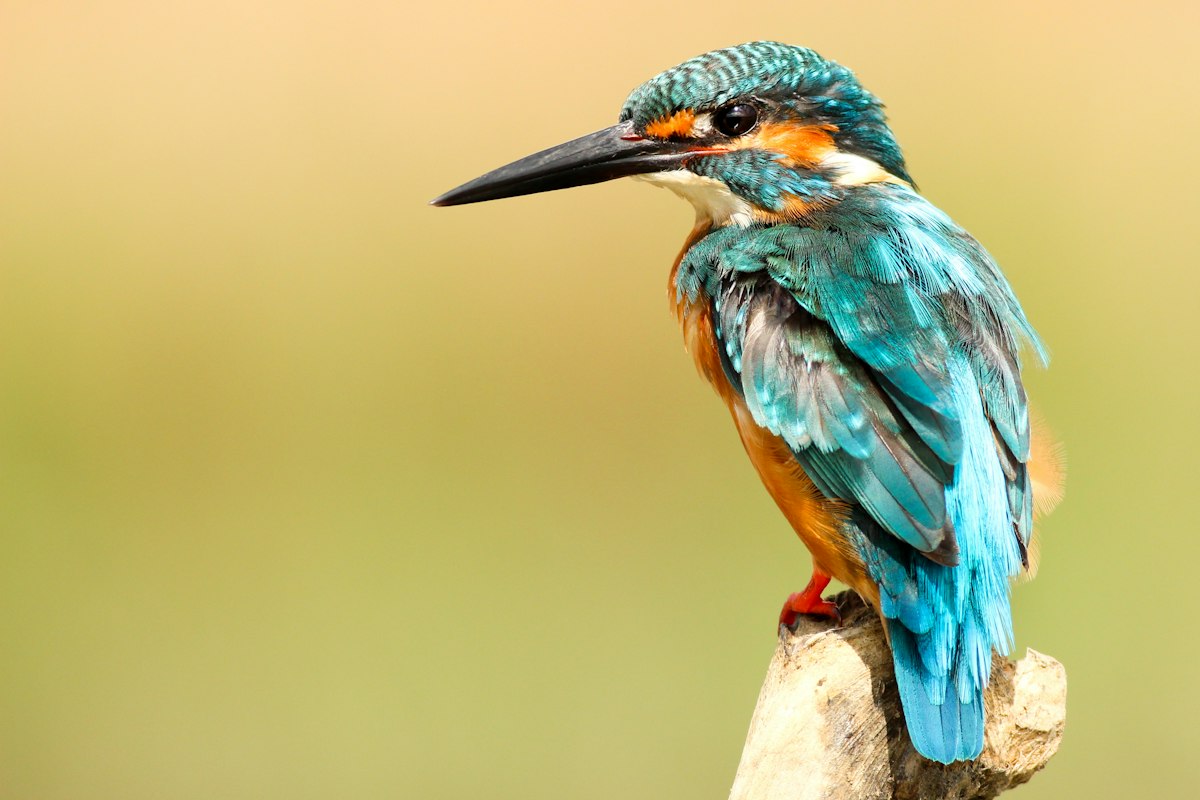 Comunicación y canto de aves